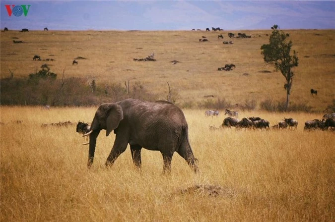 du lịch kenya: đi xem sư tử săn mồi hình 14 du lich kenya: di xem su tu san moi hinh 14