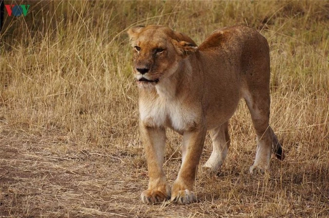 du lịch kenya: đi xem sư tử săn mồi hình 4 du lich kenya: di xem su tu san moi hinh 4