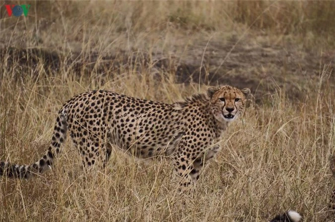 du lịch kenya: đi xem sư tử săn mồi hình 7 du lich kenya: di xem su tu san moi hinh 7