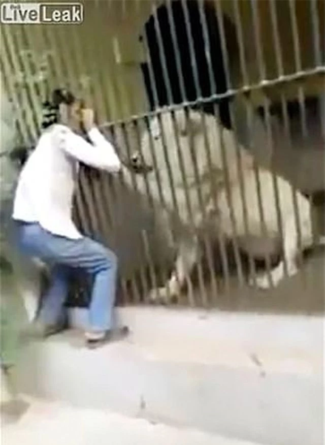 Kinh hoàng khoảnh khắc nhân viên sở thú Pakistan bị sư tử trắng tấn công - 1