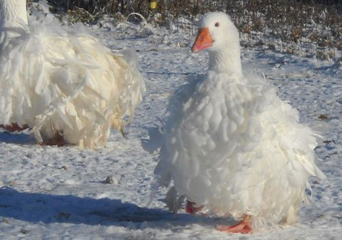 Lạ lùng giống ngỗng lông xoăn tít cực dễ thương, nuôi làm cảnh