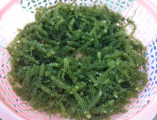 Quảng Ngãi: Hiệu quả nuôi rong nho biển trong bể xi măng