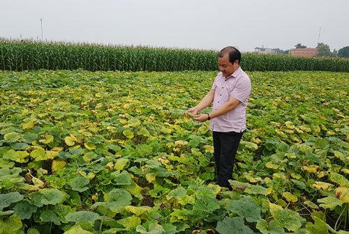 Hà Nội: Hiệu quả từ trồng bí ngô bao tử