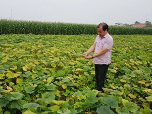 Hà Nội: Hiệu quả từ trồng bí ngô bao tử