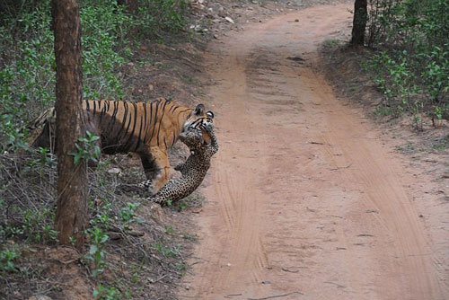 Báo đốm con chết thảm trước "đòn đánh đẫm máu" của hổ