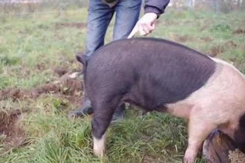 Chiêu biến đuôi lợn cong thành thẳng cực nhanh gây sốt
