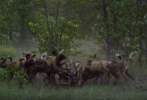 CLIP: Đàn linh dương đầu bò trong vòng vây chó hoang và cái kết bất ngờ