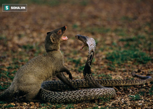 Hổ mang phun nọc độc vào mắt kẻ thù: Kết cục cay đắng không ai muốn nhìn