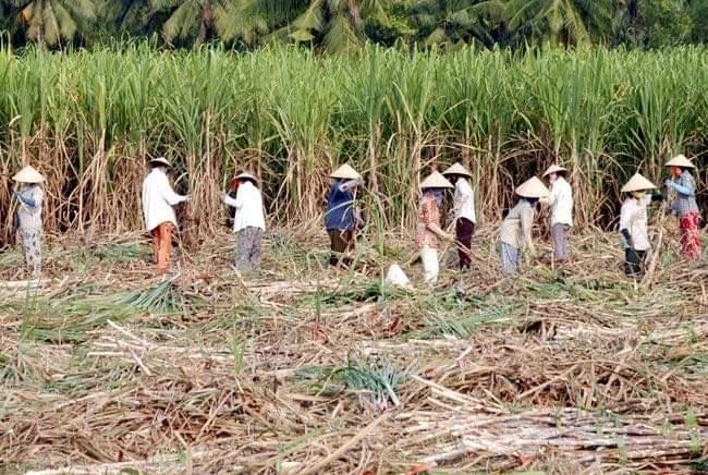 -	Số đông nông dân và lao động ngành mía đường sẽ ra sao khi cam kết thực thi Atiga không còn được các bên tham gia tôn trọng.