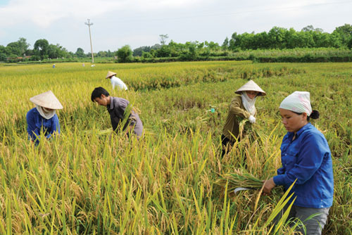 Phát triển hợp tác xã nông nghiệp ứng phó biến đổi khí hậu