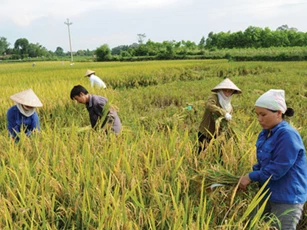 Phát triển hợp tác xã nông nghiệp ứng phó biến đổi khí hậu