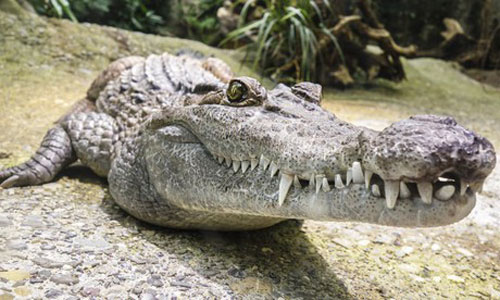 Rùng mình nghe những câu chuyện mộng du đáng sợ nhất