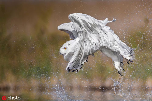 Phát hiện bị theo dõi, cú tuyết cảnh cáo nhiếp ảnh gia sắc sảo