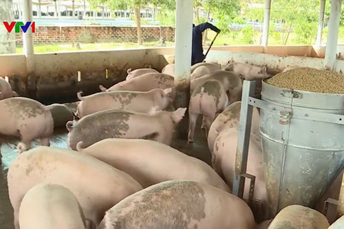 Bình Định triển khai tái đàn lợn cuối năm