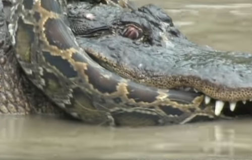 CLIP: Trăn khổng lồ đại chiến cá sấu