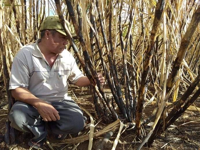 -	: Lối thoát nào cho người nông dân vùng mía vùng kinh tế đặc biệt khó khăn.