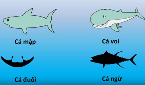 CLIP: 5 câu đố thử thách tài năng của bạn