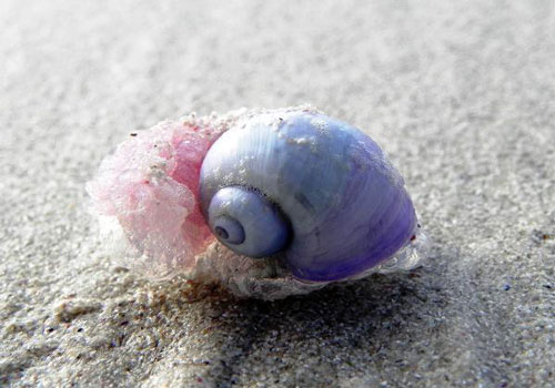 Loài động vật kỳ lạ ốc sên tím dùng nước bọt làm... nhà