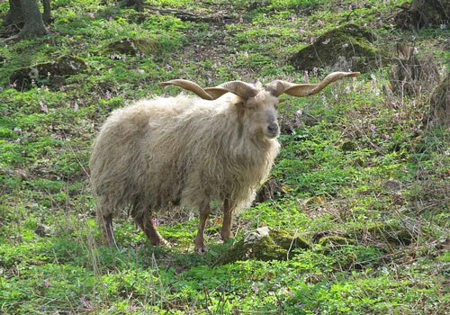Giống cừu Racka có tên khoa học là Ovis aries strepsiceros hungaricus. Đây là một giống cừu nhà có nguồn gốc từ Hungary. Ảnh: wikipedia.
