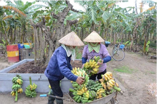 Nông dân Lương Tài, Bắc Ninh tích cực tích tụ ruộng đất trồng cây hàng hóa