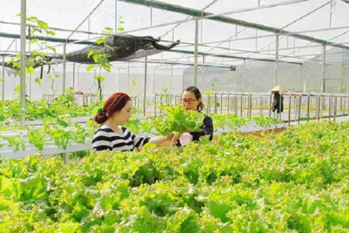 Thuận Châu đang định hướng phát triển nông nghiệp theo hướng hiện đại gắn với ATLĐ