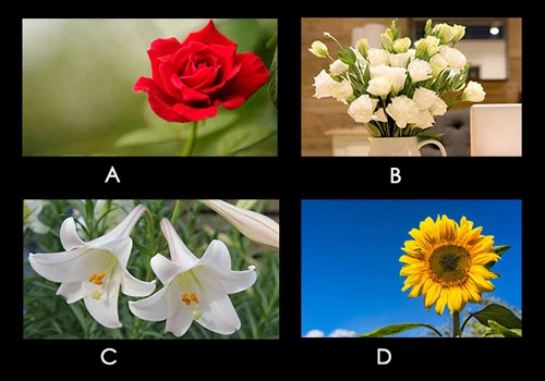 Bạn chọn loại hoa nào?