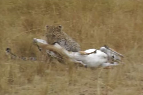 Báo hoa mai đoạt mạng linh dương trong chớp mắt