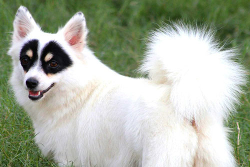 Chó mặt nạ gây sốt nhờ vẻ ngoài giống anh hùng