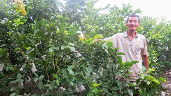 Ông Nguyễn Văn Huyện khoe vườn ổi nữ hoàng trồng xen với chanh bông tím cho thu nhập cao.