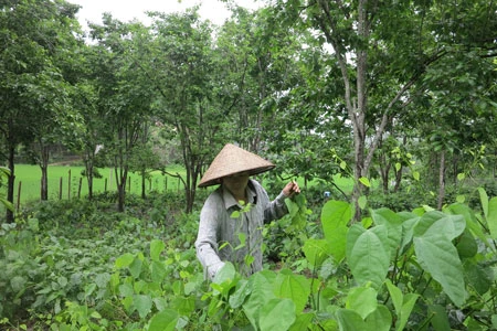 Gia đình chị Kim và nhiều hộ dân xã Cao Trĩ có thêm thu nhập nhờ trồng xen canh rau bò khai dưới tán cây hồng không hạt.