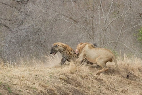 Việc chỉ có một mình đi vào lãnh địa của sư tử nên chú linh cẩu đã bị đối thủ tấn công dữ dội.