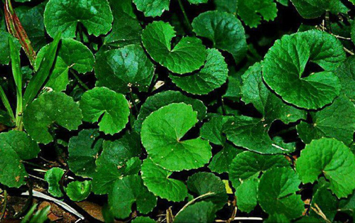 Một số tác dụng của rau má đối với sức khỏe