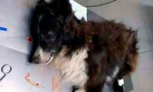 Chú chó trung thành lãnh đạn vào đầu thay chủ trong vụ cướp