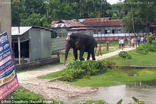 Voi rừng gây náo loạn khu dân cư ở Ấn Độ