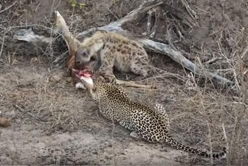 CLIP: Hai con báo hoa mai thay nhau cướp mồi của linh cẩu