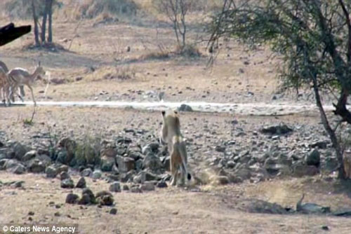 Sư tử đói săn linh dương và cái kết đắng