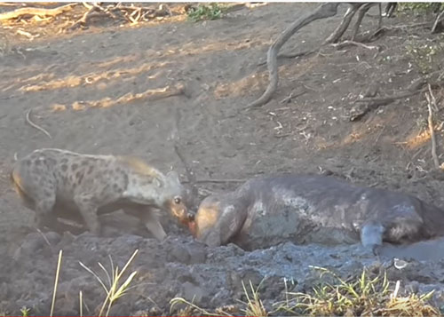 CLIP: Trâu rừng mắc kẹt trong bùn lầy gặp phải linh cẩy và cái kết