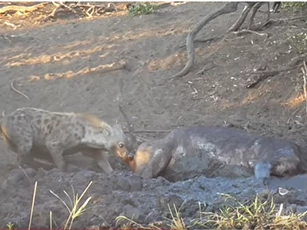 CLIP: Trâu rừng mắc kẹt trong bùn lầy gặp phải linh cẩy và cái kết