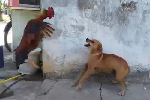 Những chú gà ‘hổ báo’ nhất hành tinh, tấn công khiến chó phải bỏ chạy ‘trối chết’