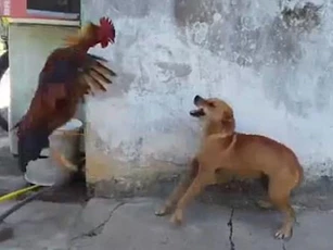 Những chú gà ‘hổ báo’ nhất hành tinh, tấn công khiến chó phải bỏ chạy ‘trối chết’