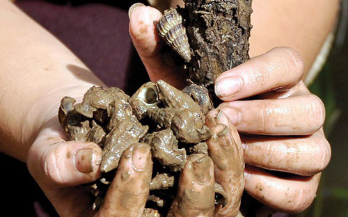 Cà Mau: Nuôi ốc len ở đất rừng phòng hộ cho thu nhập cao