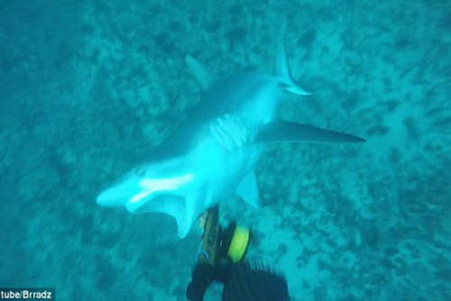 Hoảng hồn cá mập tấn công thợ lặn bất ngờ