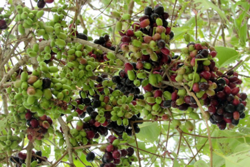 "Nhặt" tiền từ loại quả dại ai hái cũng được ở vùng Bảy Núi