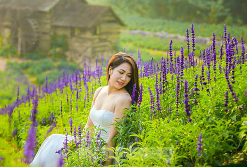 Cánh đồng hoa Nữ hoàng xanh như trời Âu giữa Hà Nội