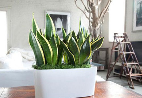 8 nhầm lẫn phong thủy 'sai bét’ nhà nào cũng mắc