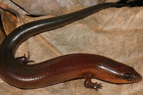 Thằn lằn độc dị Việt Nam gây khiếp đảm vì giống rắn