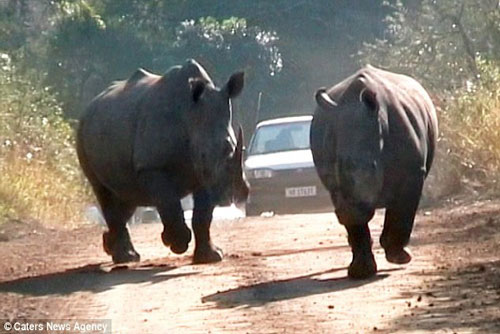 Hãi hùng tê giác quyết chiến “nổi sung” truy đuổi du khách