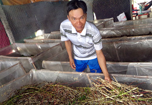 Hậu Giang: Nuôi loài "đoản thọ" cho ăn rau muống, dưa leo, thu 20 triệu/tháng