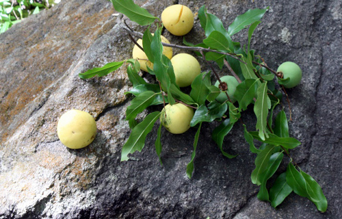 An Giang: Dân Bảy Núi trồng thị xen cây ăn trái, thu 200.000 đ/ngày