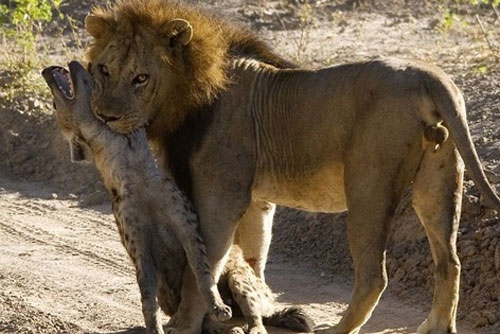 Linh cẩu chết thảm trước nanh vuốt của sư tử